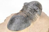 Corynexochid (Paralejurus) Trilobite - Lghaft, Morocco #208943-5